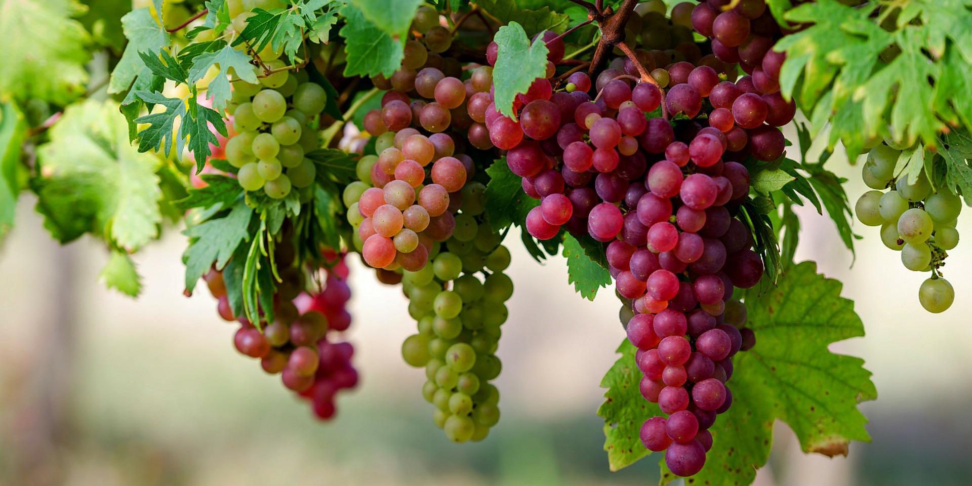 grapes