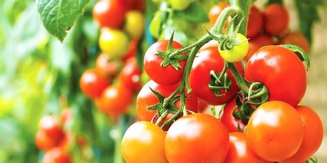 tomato-farming