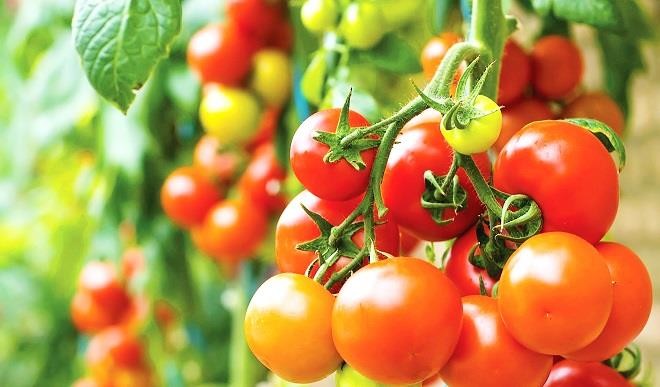 What is Tomato Farming? - Cupit Food - Tamato Farming: गेहूं छोड़ इस सीजन करें टमाटर की खेती, होगी छप्‍पड़फाड़ कमाई, ये किस्‍में देगी बंपर उत्‍पादन