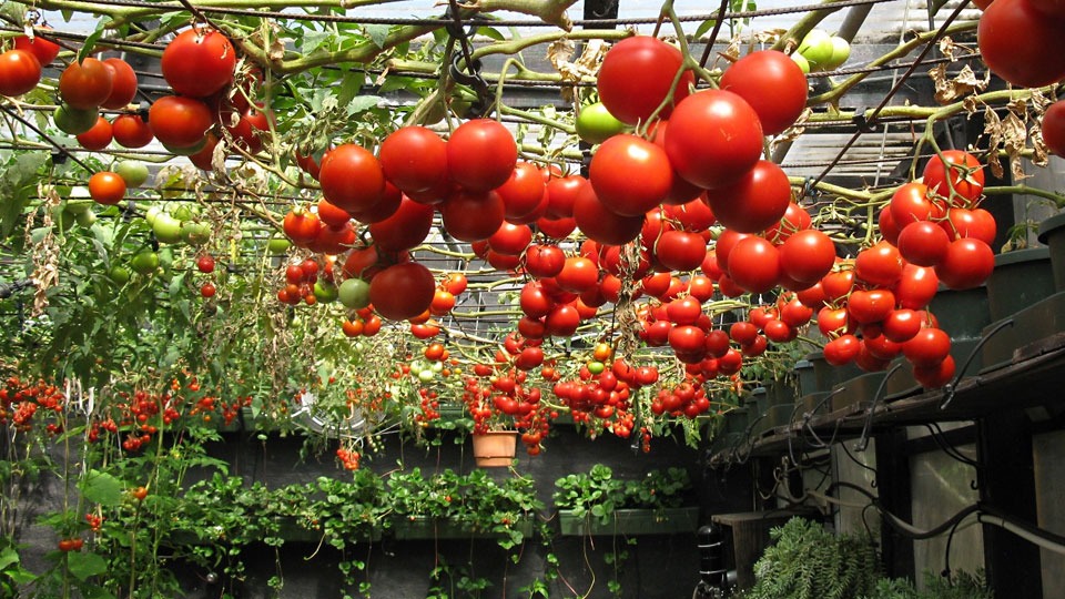 tomatoes