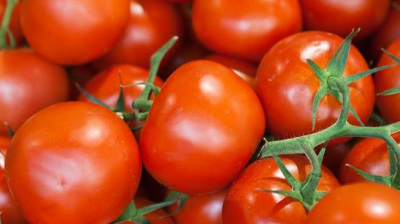 wholesale-tomatoes