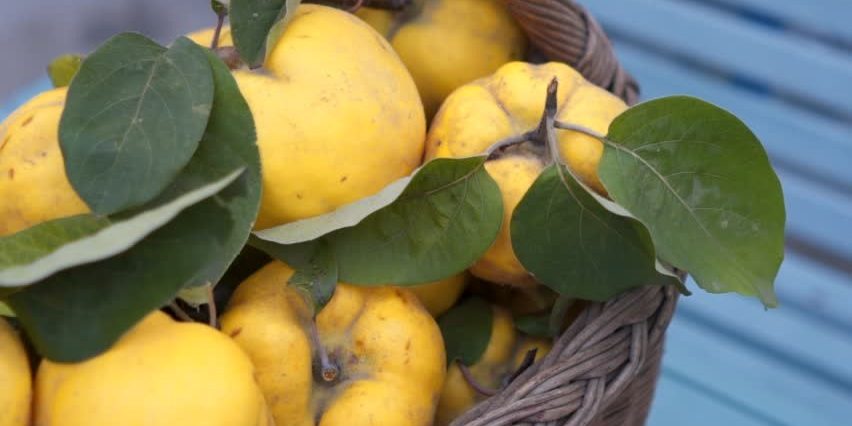 wholesale quince supplier