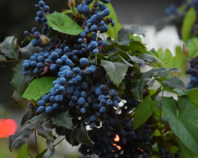 Svg+xml,%3Csvg%20xmlns%3D'http%3A%2F%2Fwww.w3