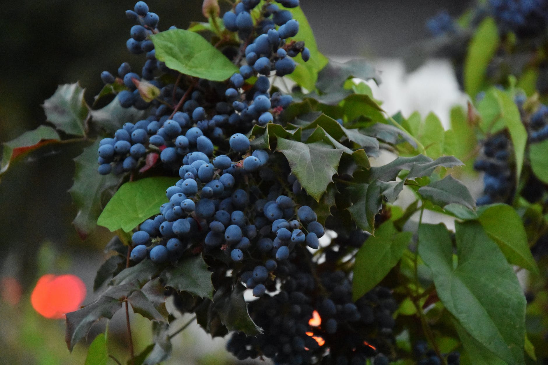fresh-grape-sales