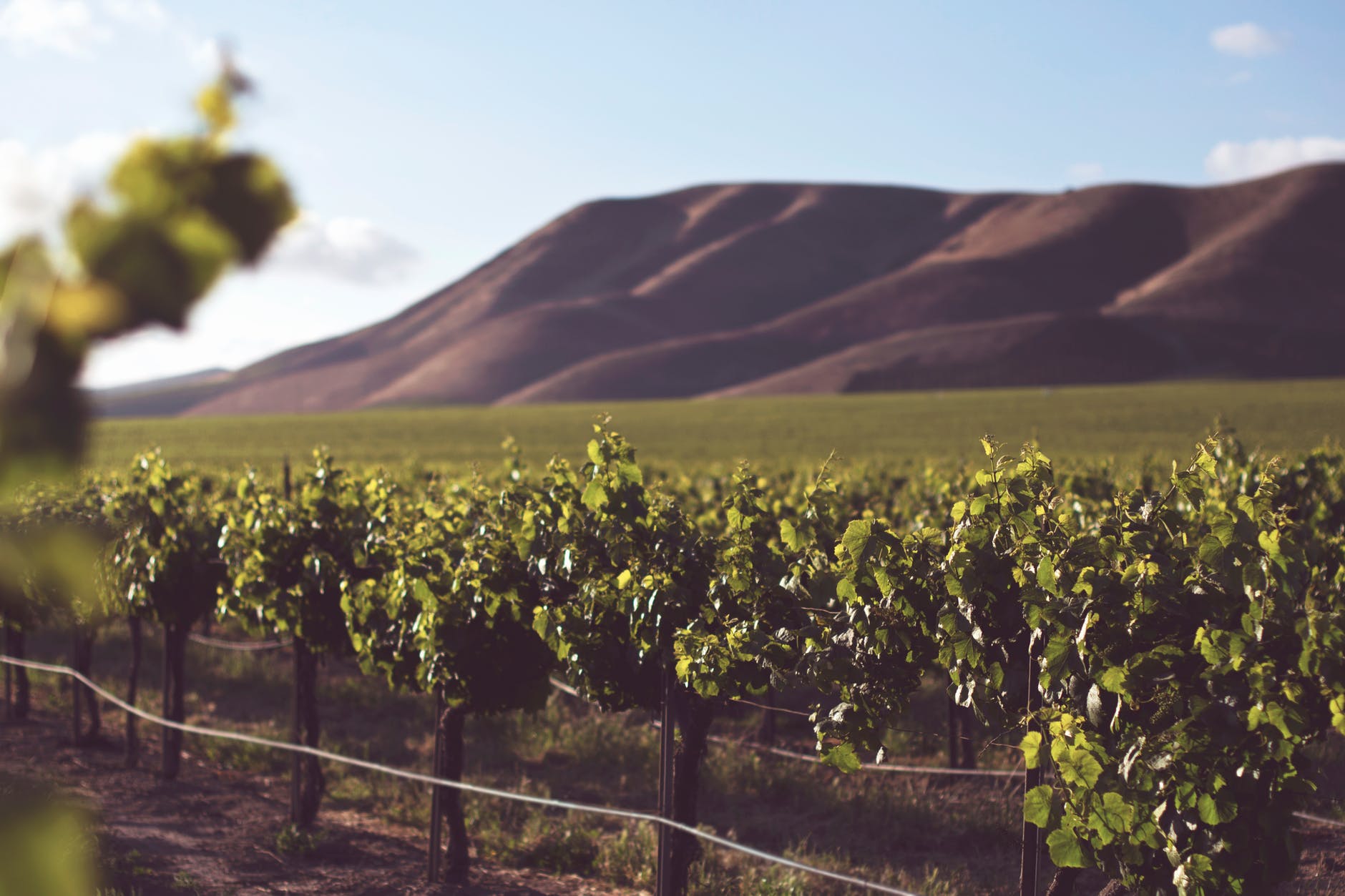 wholesale-grape-producer
