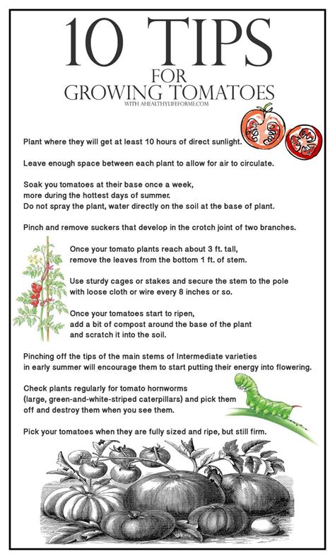 A Guide to Tomato Cultivation: Tips and Techniques for Growing Tomatoes