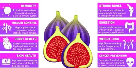 An In-Depth Look at Fig Benefits: From Digestive Health to Antioxidants