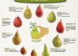 All About Pears: Nutritional Value, Varieties, and Cooking Tips