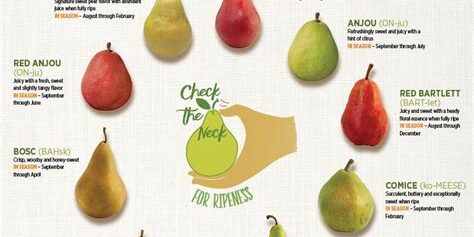 All About Pears: Nutritional Value, Varieties, and Cooking Tips
