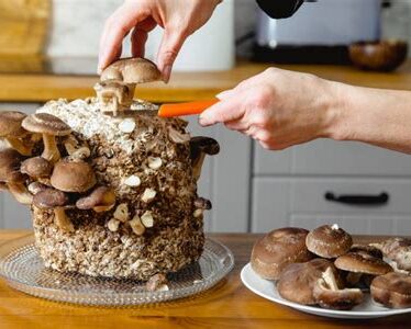 A Beginner's Guide to Growing and Harvesting Mushrooms